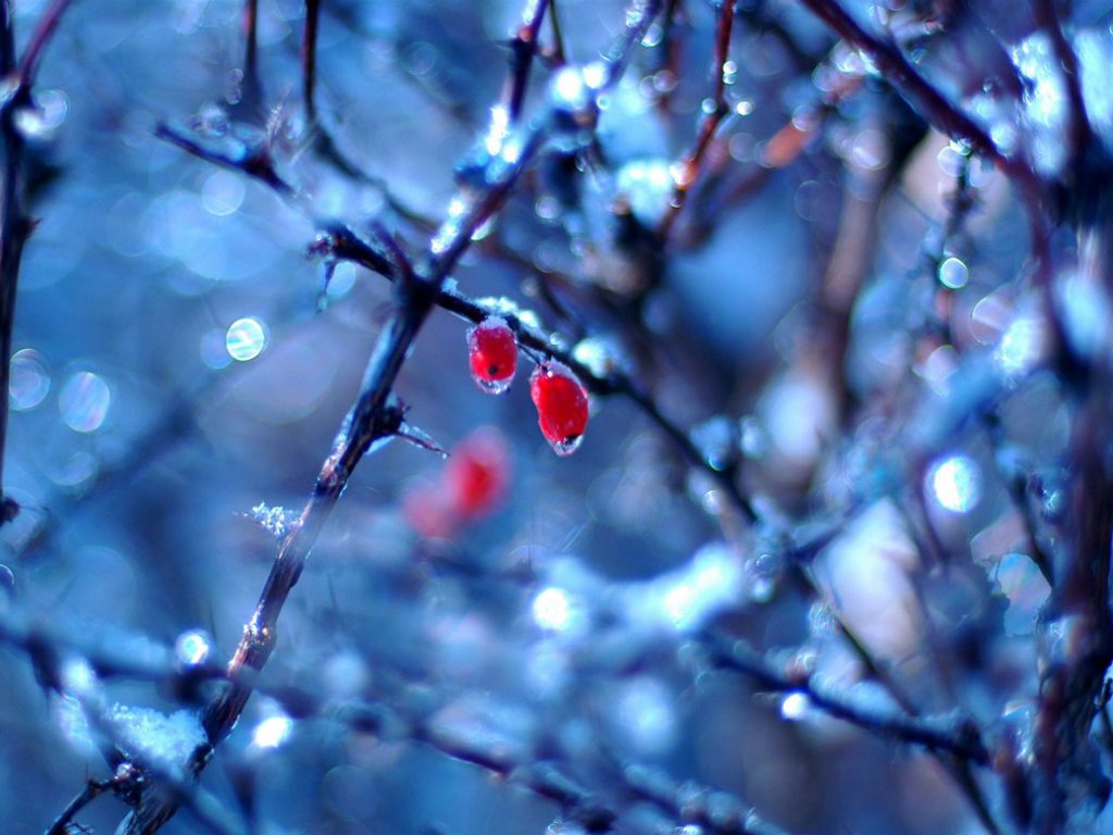 frozen_fruits_in_winter_wallpapers